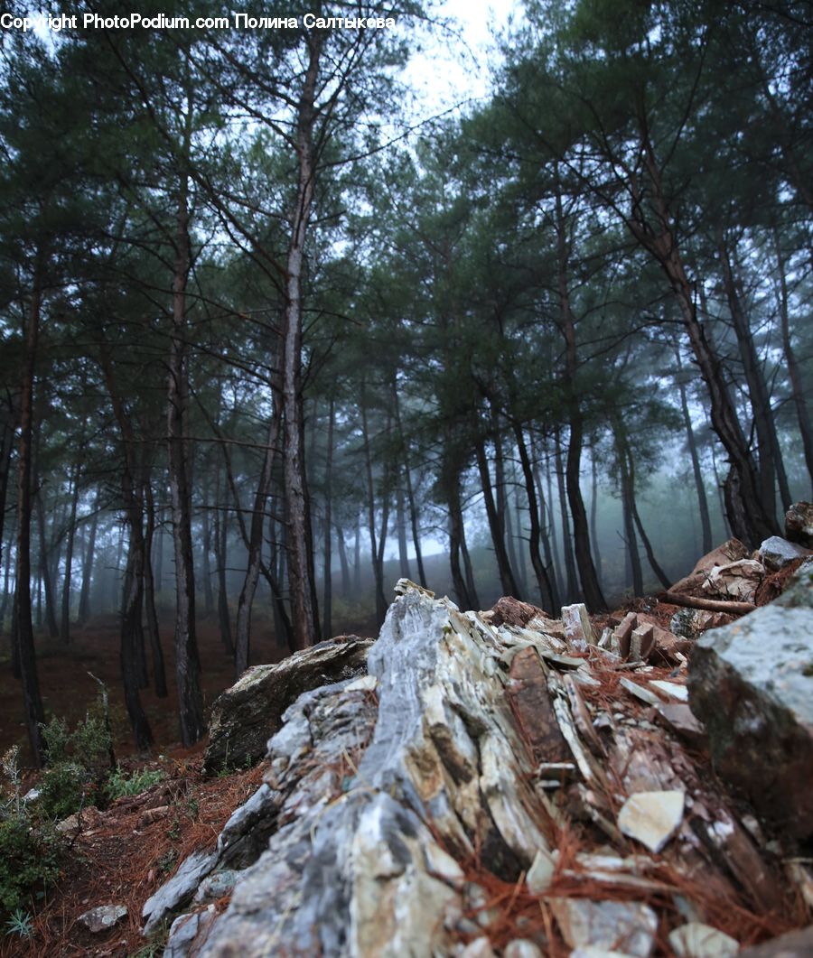 Forest, Vegetation, Conifer, Fir, Plant, Tree, Rock