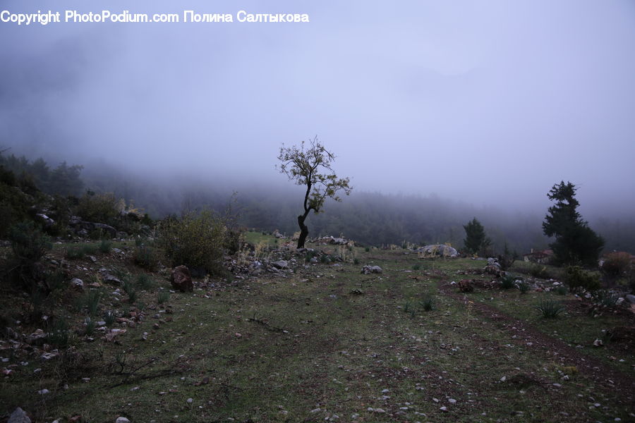 Fog, Outdoors, Plateau, Dirt Road, Gravel, Road, Forest