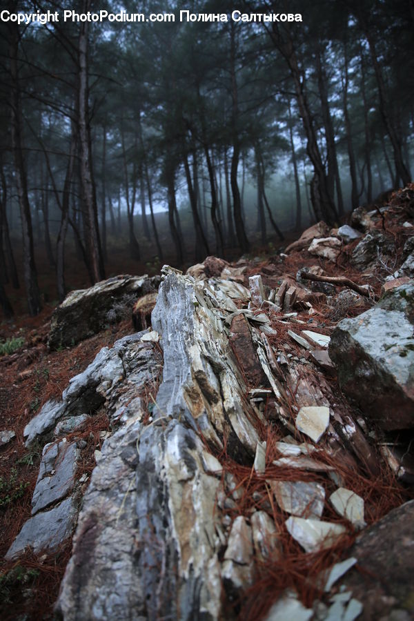 Forest, Vegetation, Conifer, Fir, Plant, Tree, Lumber