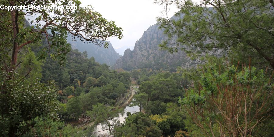 Outdoors, Wilderness, Forest, Vegetation, Jungle, Rainforest, Bush