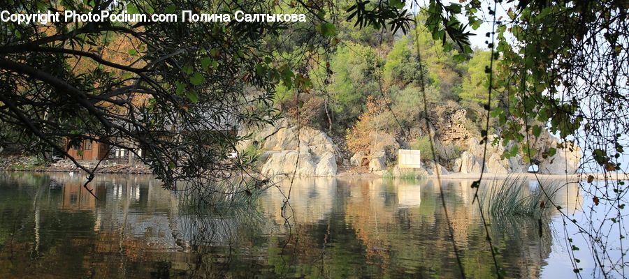 Land, Marsh, Outdoors, Swamp, Water, Plant, Vegetation