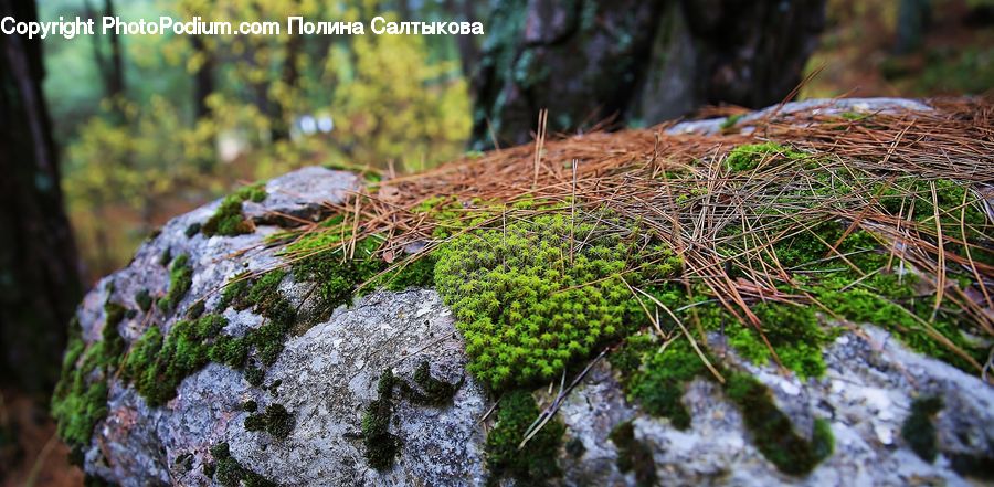 Moss, Plant, Apiaceae, Blossom, Conifer, Fir, Tree