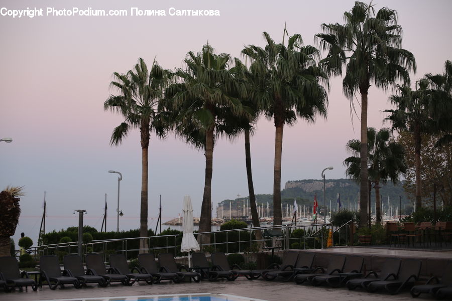 Pool, Water, Arecaceae, Palm Tree, Plant, Tree, Waterfront