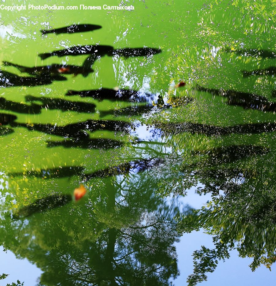 Outdoors, Pond, Water, Land, Marsh, Swamp, Ripple