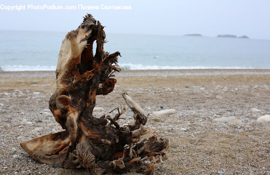 Driftwood, Wood, Soil, Beach, Coast, Outdoors, Sea