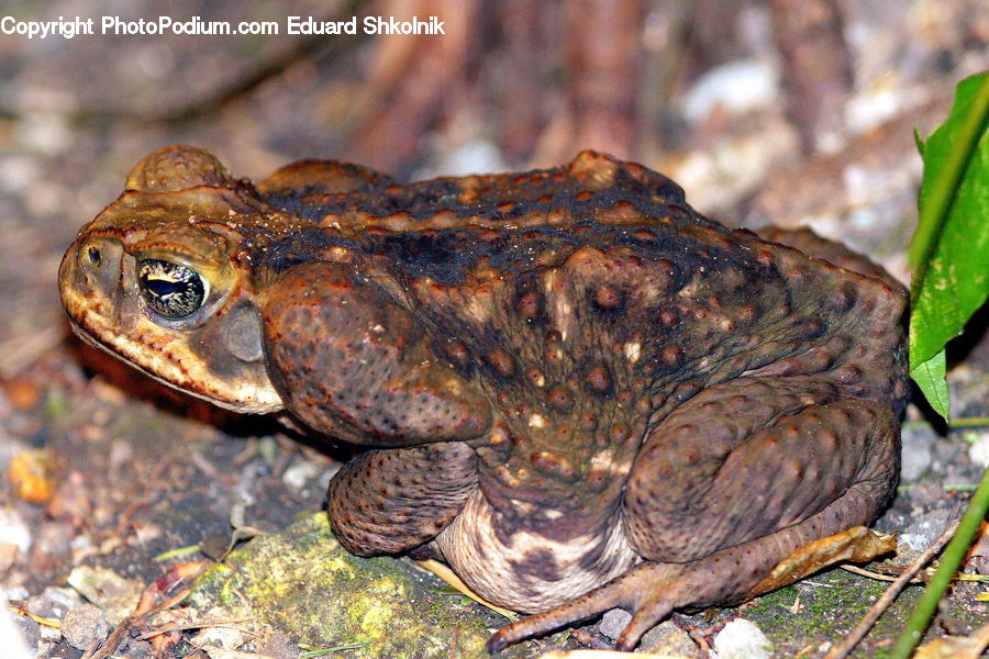 Amphibian, Frog, Wildlife, Bbq, Food, Toad, Field