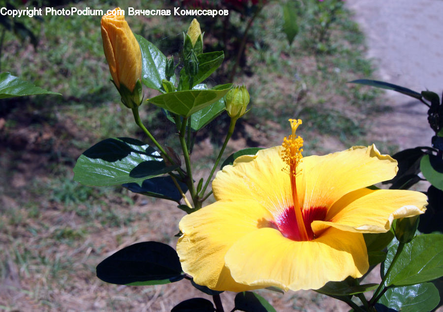 Flora, Flower, Hibiscus, Plant, Poppy, Gladiolus, Blossom
