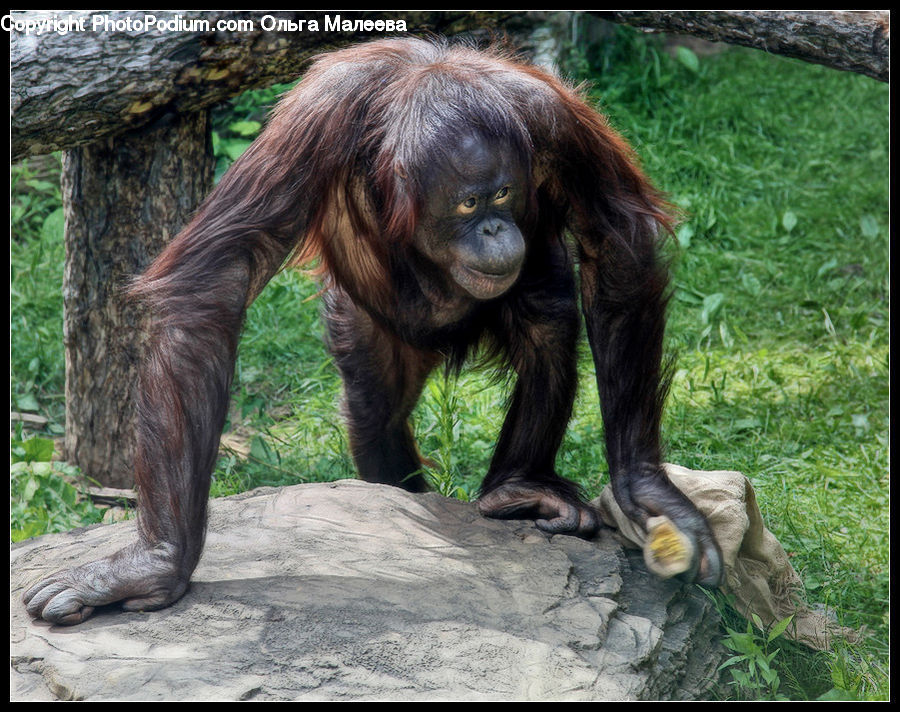 Animal, Mammal, Monkey, Orangutan, Ape