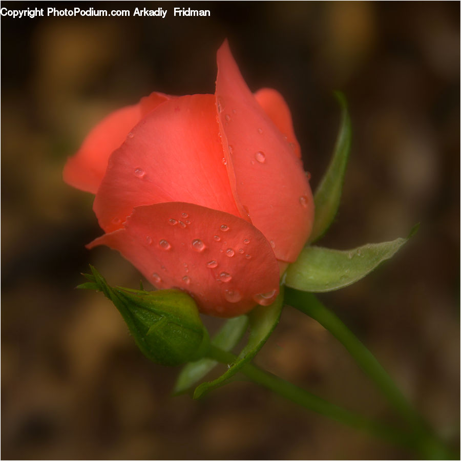 Bud, Plant, Blossom, Flower, Rose, Flora, Geranium
