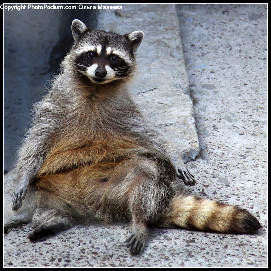 Animal, Mammal, Raccoon