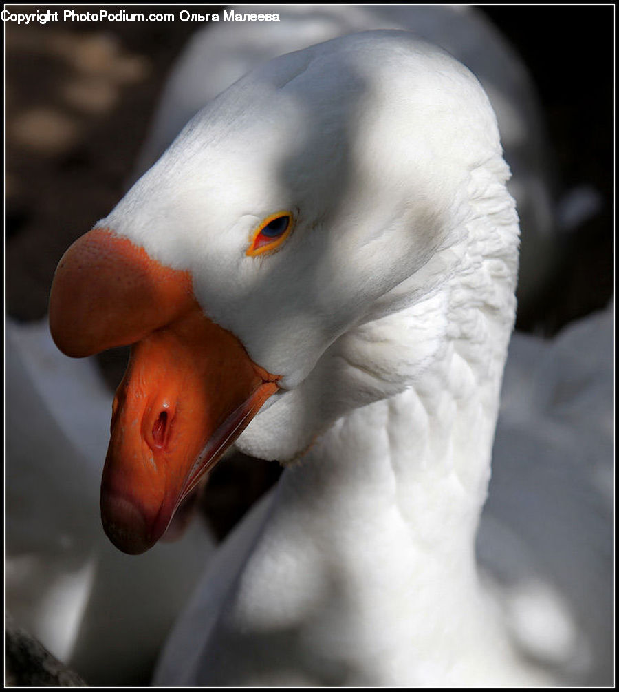 Beak, Bird, Goose, Waterfowl, Head, Portrait, Eating