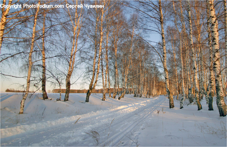Birch, Tree, Wood, Landscape, Nature, Scenery, Forest
