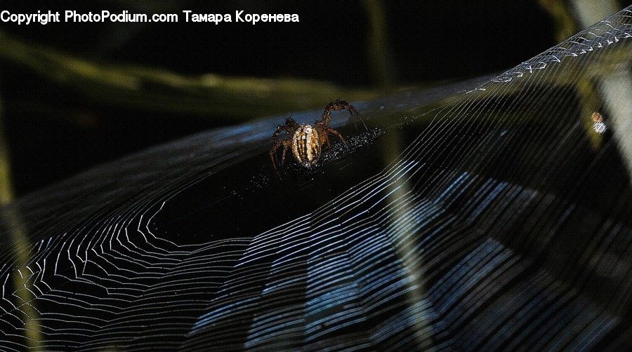 Arachnid, Garden Spider, Insect, Invertebrate, Spider, Cockroach, Argiope