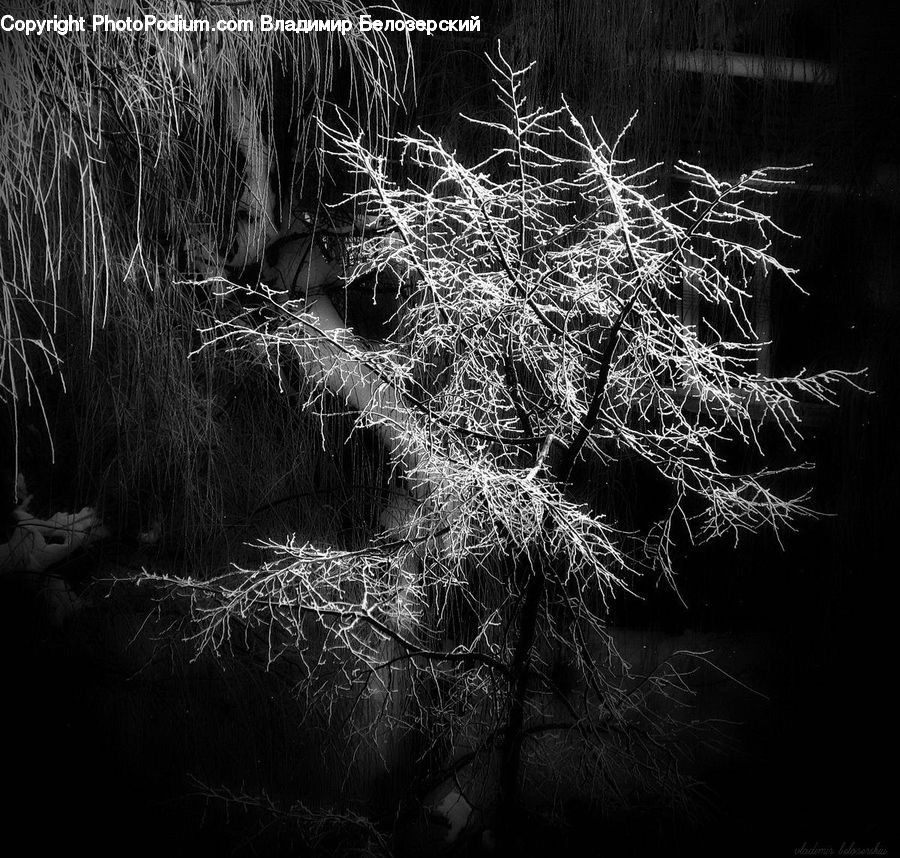 Fern, Plant, Fireworks, Night, Grass, Reed, Conifer