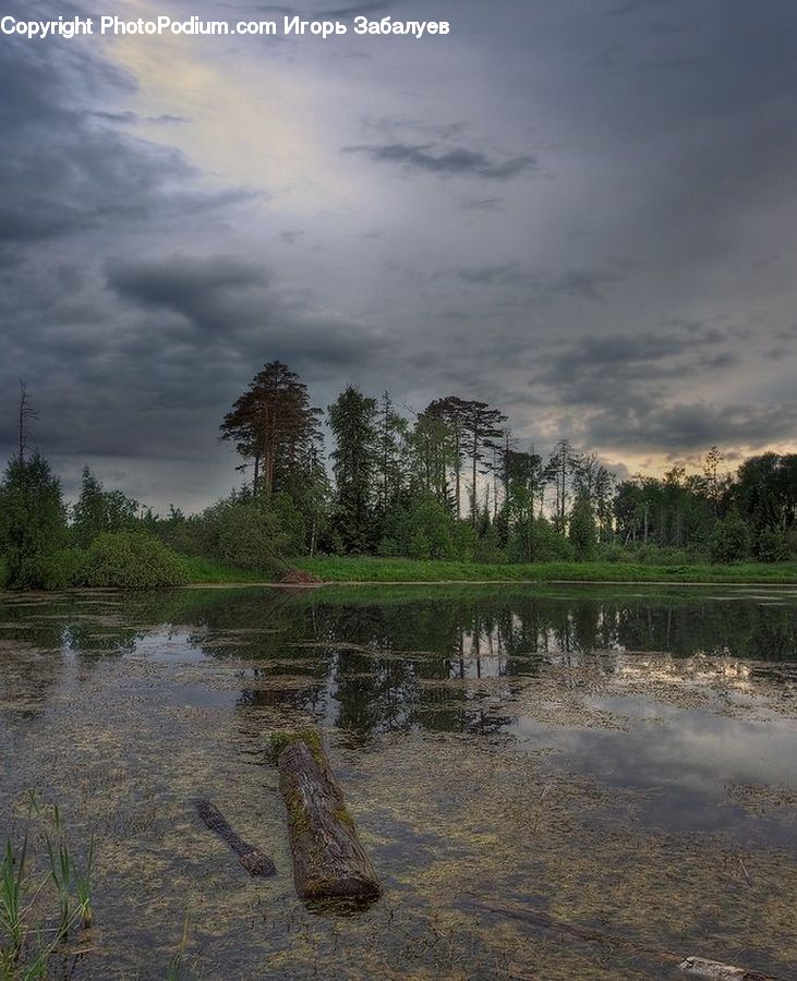 Flood, Land, Marsh, Pond, Swamp, Water, Blossom