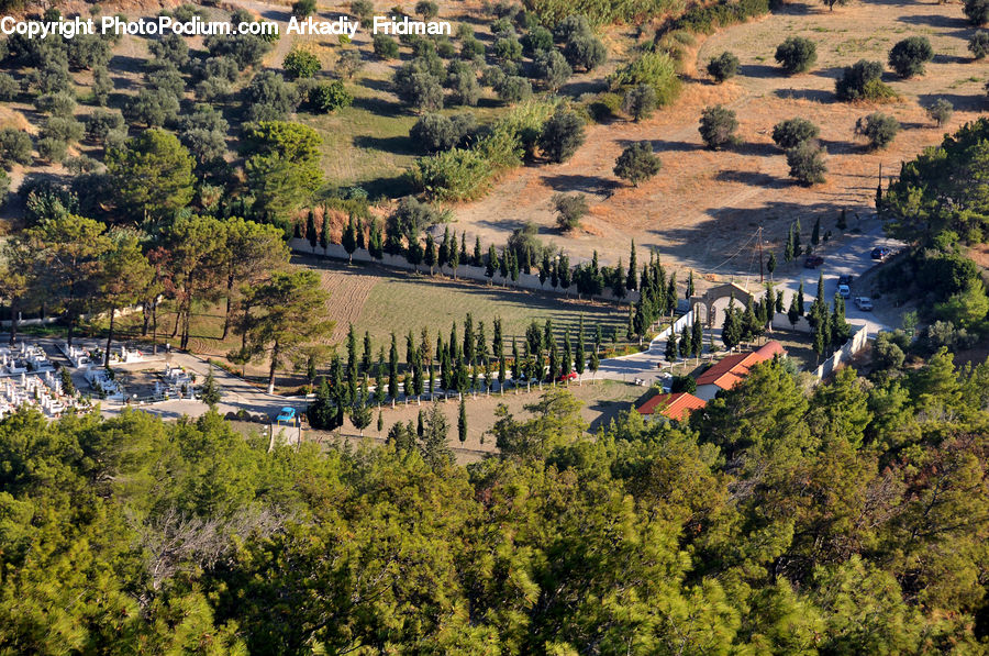 Aerial View, Bush, Plant, Vegetation, Conifer, Fir, Tree