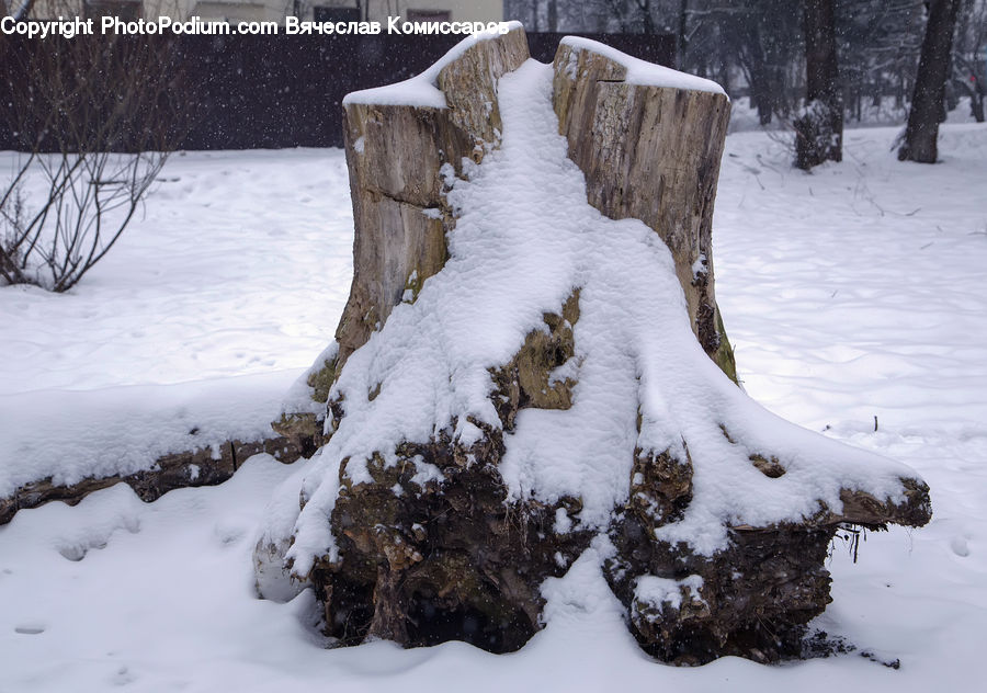 Tree Stump