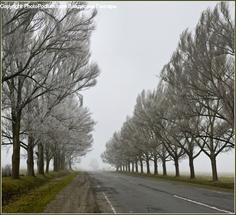 Road, Dirt Road, Gravel, Freeway, Highway, Plant, Tree