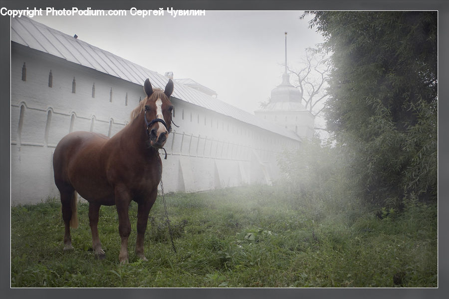 Animal, Horse, Mammal, Colt Horse, Foal, Stallion