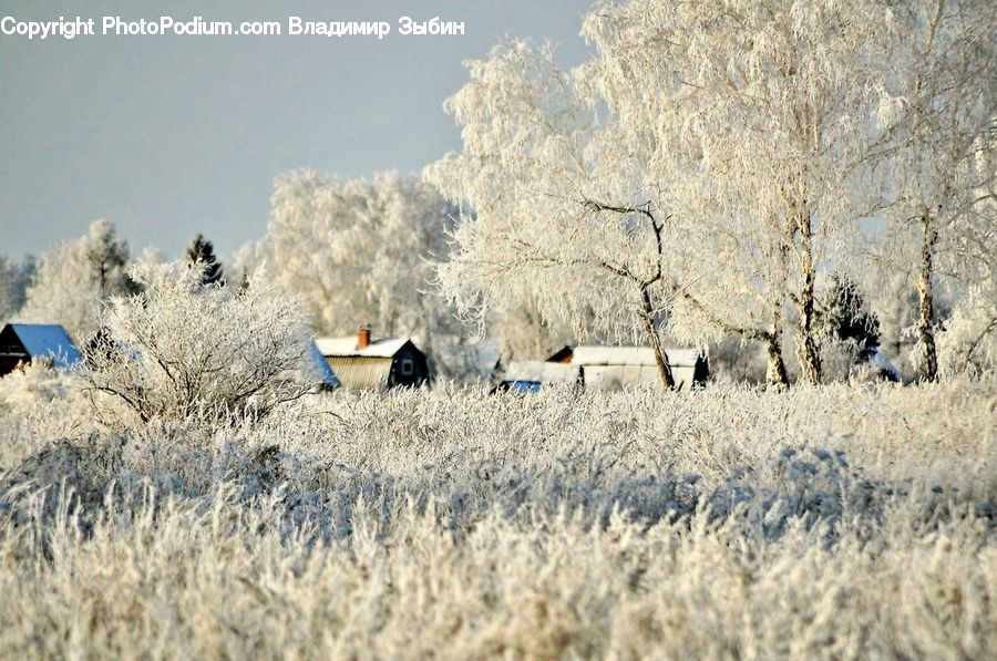 Field, Grass, Grassland, Plant, Frost, Ice, Outdoors