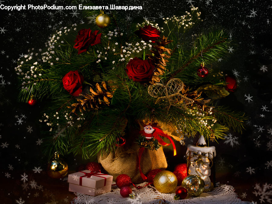 Blossom, Flower, Plant, Rose, Flower Arrangement, Flower Bouquet, Floral Design