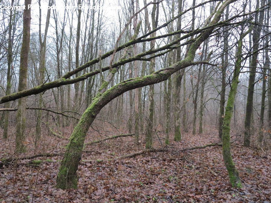 Forest, Grove, Land, Vegetation, Soil, Birch, Tree