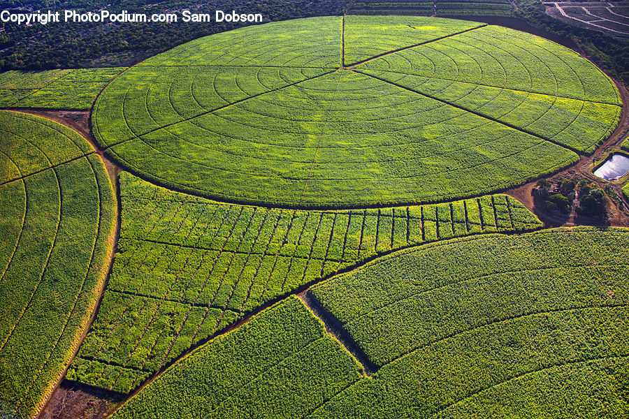 Field, Aerial View, Fence, Hedge, Plant, Land, Outdoors