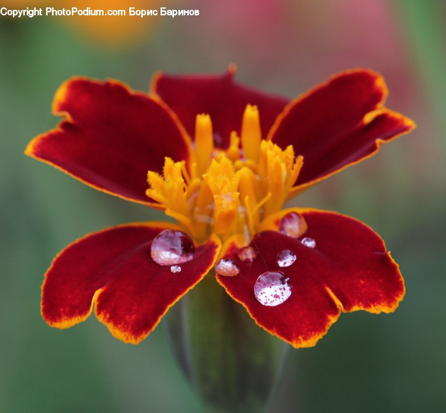 Flora, Pollen, Blossom, Flower, Geranium, Plant, Crocus