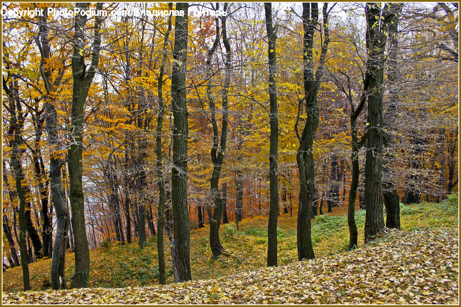 Birch, Tree, Wood, Forest, Vegetation, Grove, Land