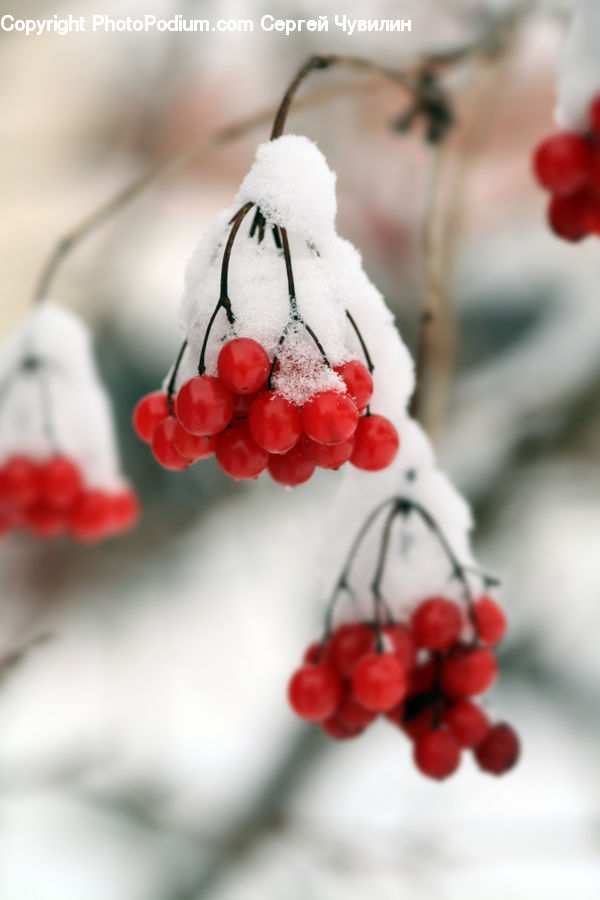 Ornament, Blossom, Flora, Flower, Plant, Fruit, Grapes
