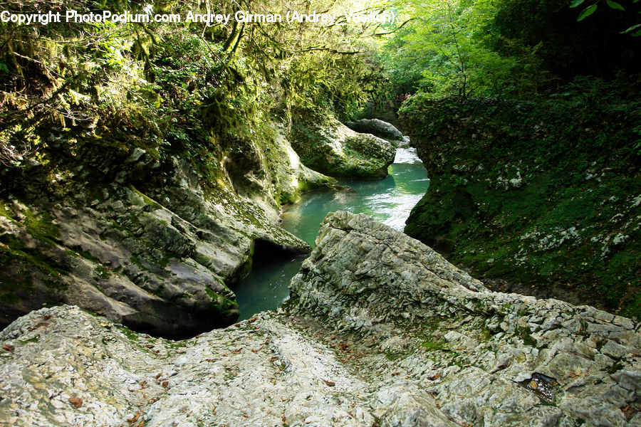 Forest, Jungle, Rainforest, Vegetation, Creek, Outdoors, River