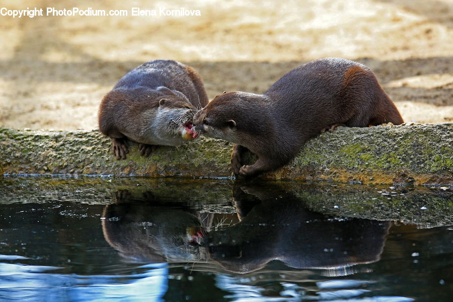 Animal, Mammal, Otter, Bird, Duck, Teal, Waterfowl