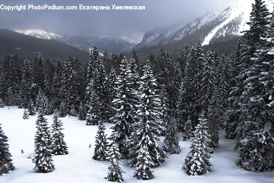 Ice, Outdoors, Snow, Conifer, Fir, Plant, Tree