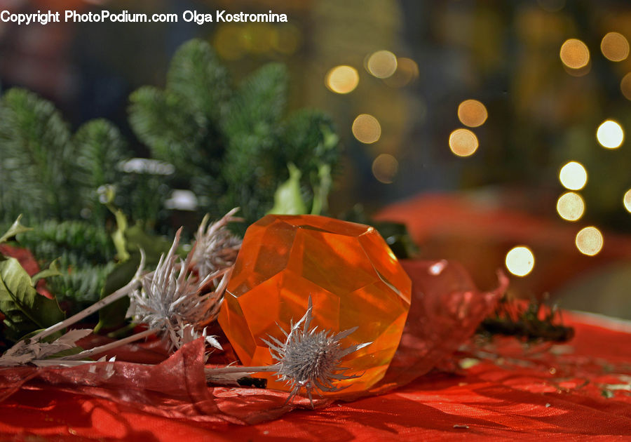 Plant, Potted Plant, Conifer, Fir, Tree, Flora, Flower