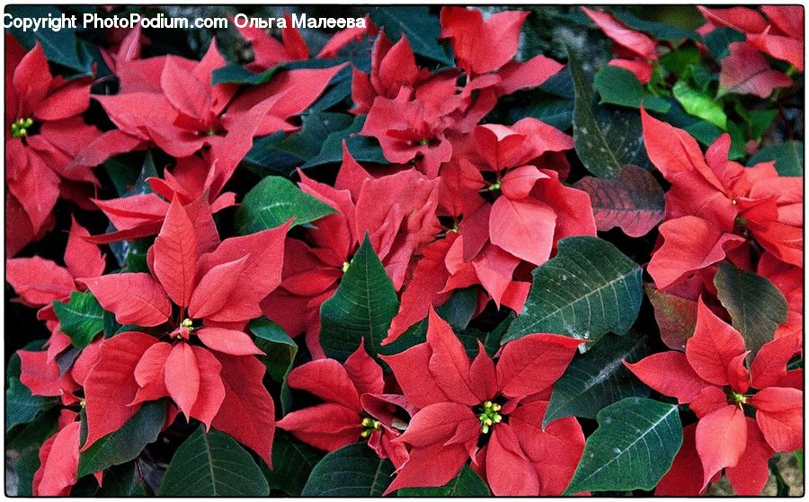 Blossom, Flora, Flower, Geranium, Plant, Ivy, Vine