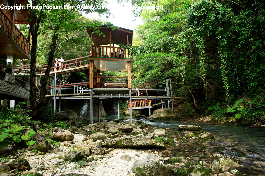 Forest, Jungle, Vegetation, Rainforest, Bridge, Building, Cottage