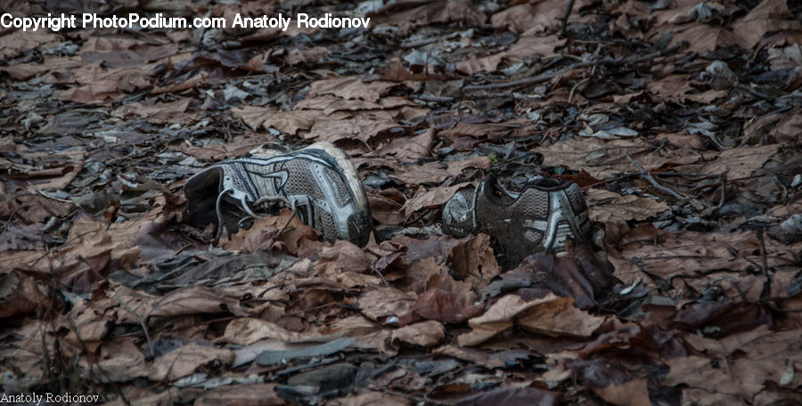 Footwear, Shoe, Ground, Soil, Rock, Rubble, Dung Beetle