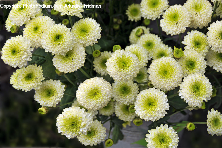 Blossom, Flora, Flower, Plant, Asteraceae, Petal, Daisies