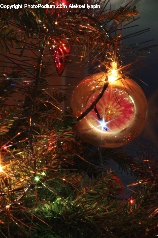 Ornament, Conifer, Fir, Plant, Tree, Lighting, Night