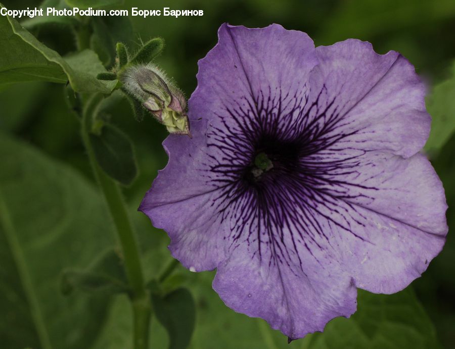 Blossom, Flora, Flower, Geranium, Plant