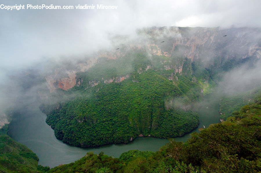Fog, Mist, Outdoors, Forest, Vegetation, Nature, Jungle