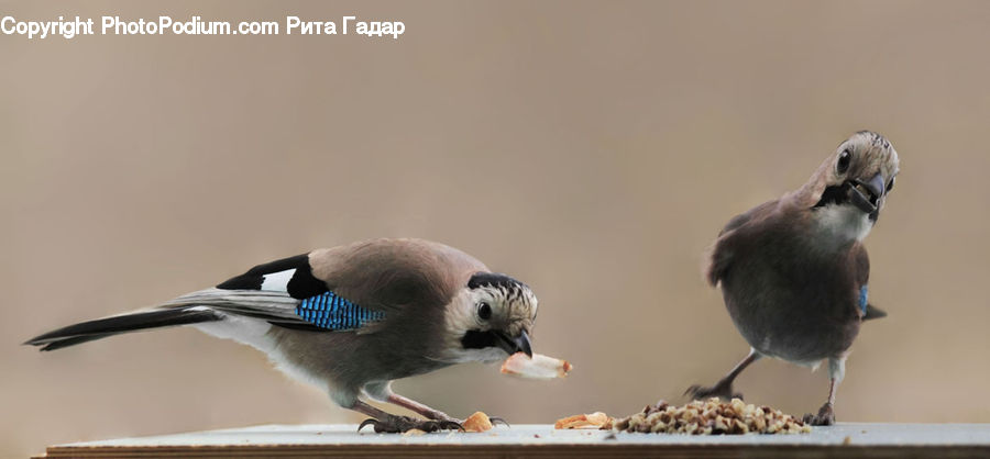 Bird, Blue Jay, Bluebird, Jay, Swallow, Finch, Sparrow