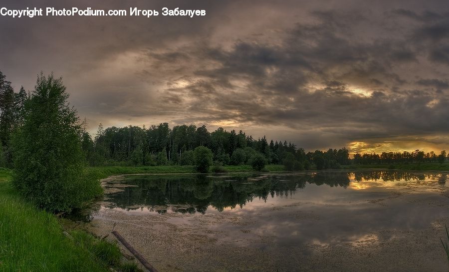 Conifer, Fir, Pine, Plant, Spruce, Tree, Flood