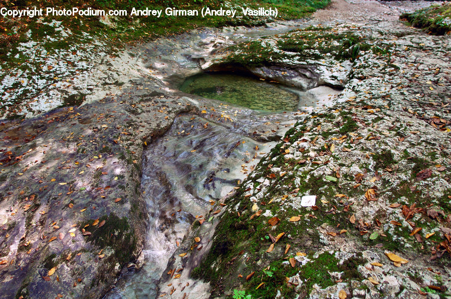 Creek, Outdoors, River, Water, Plant, Vegetation, Blossom