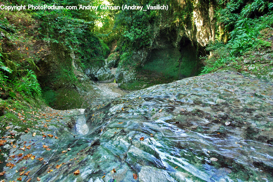 Creek, Outdoors, River, Water, Forest, Jungle, Rainforest