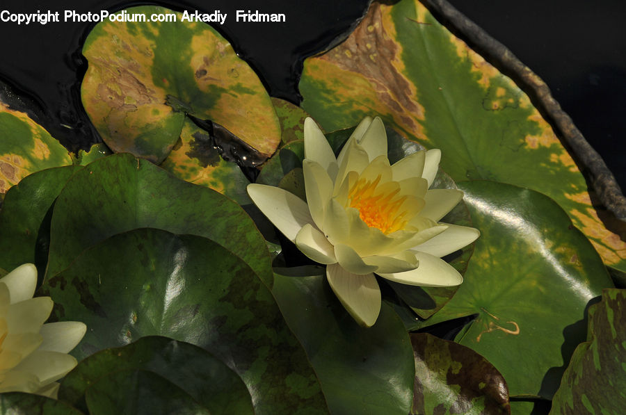 Flower, Lily, Plant, Pond Lily, Blossom, Flora, Crocus