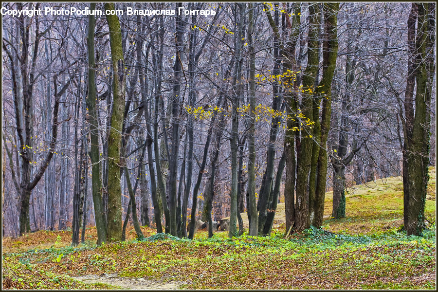 Forest, Vegetation, Birch, Tree, Wood, Grove, Land