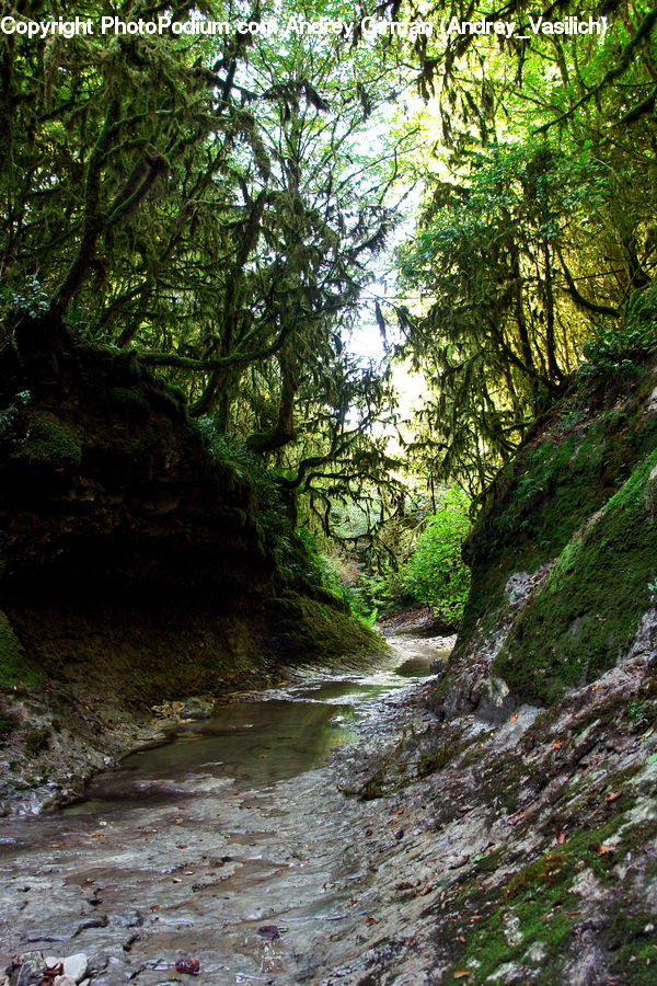Creek, Outdoors, River, Water, Forest, Vegetation, Jungle