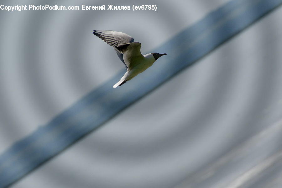 Bird, Seagull, Bee Eater, Beak, Blue Jay, Bluebird, Jay