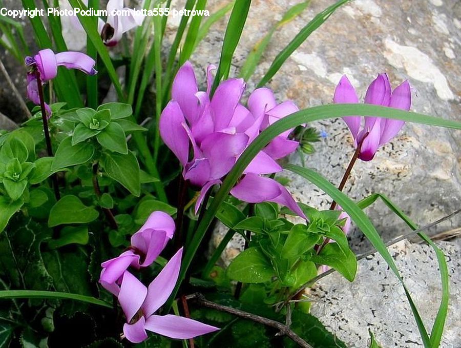 Blossom, Crocus, Flora, Flower, Plant, Petal, Aquilegia